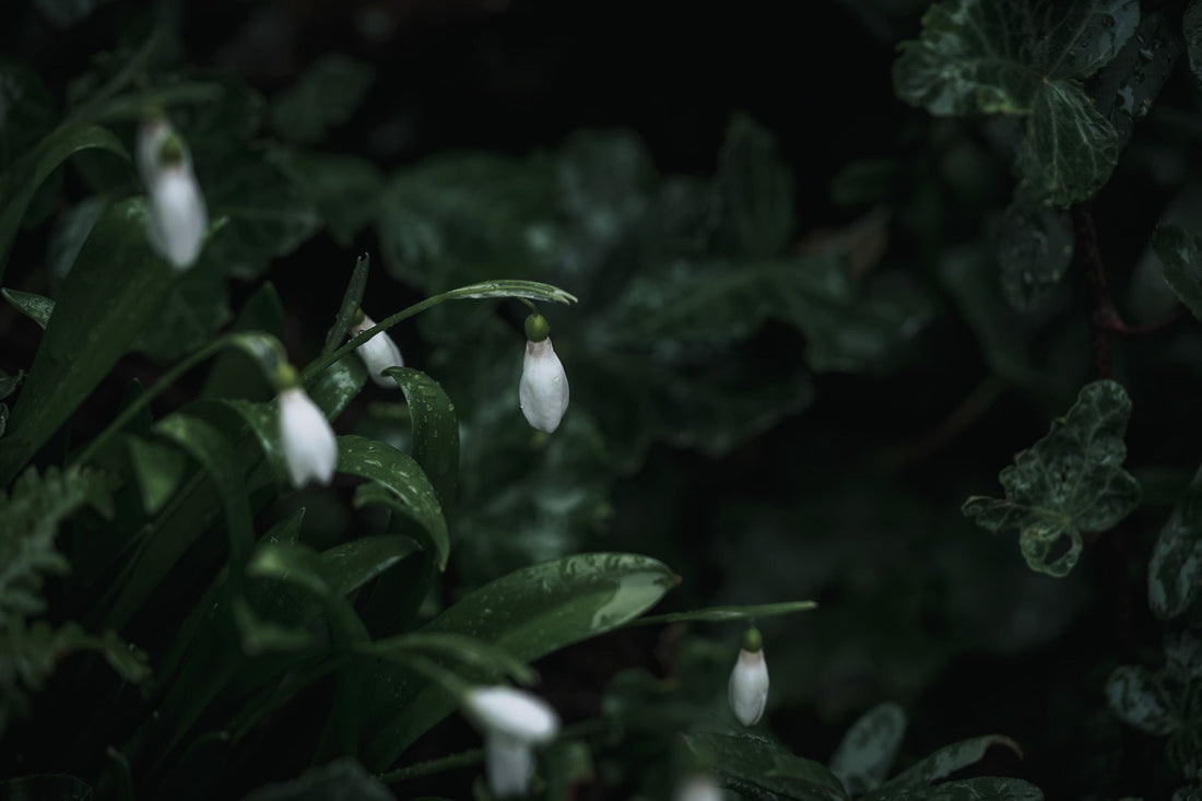 Snowdrops: The Quiet Courage of Early Light