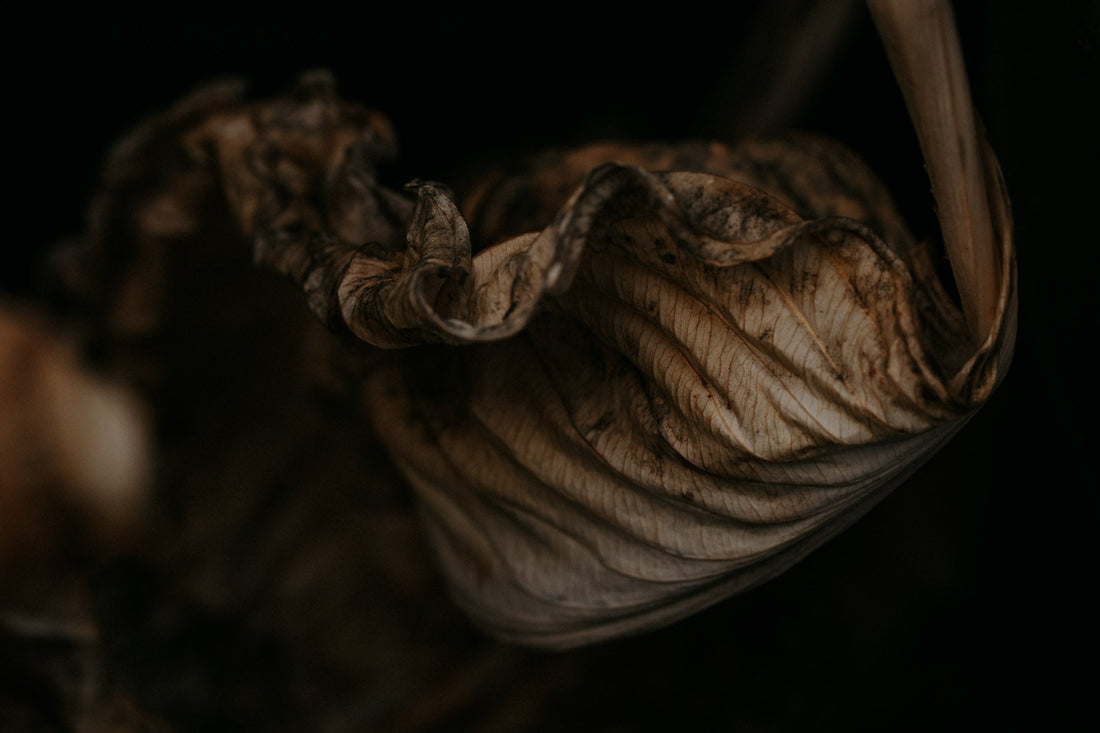 The Human Gaze: More Than Just a Lens in Nature Photography - The Quiet Photographer