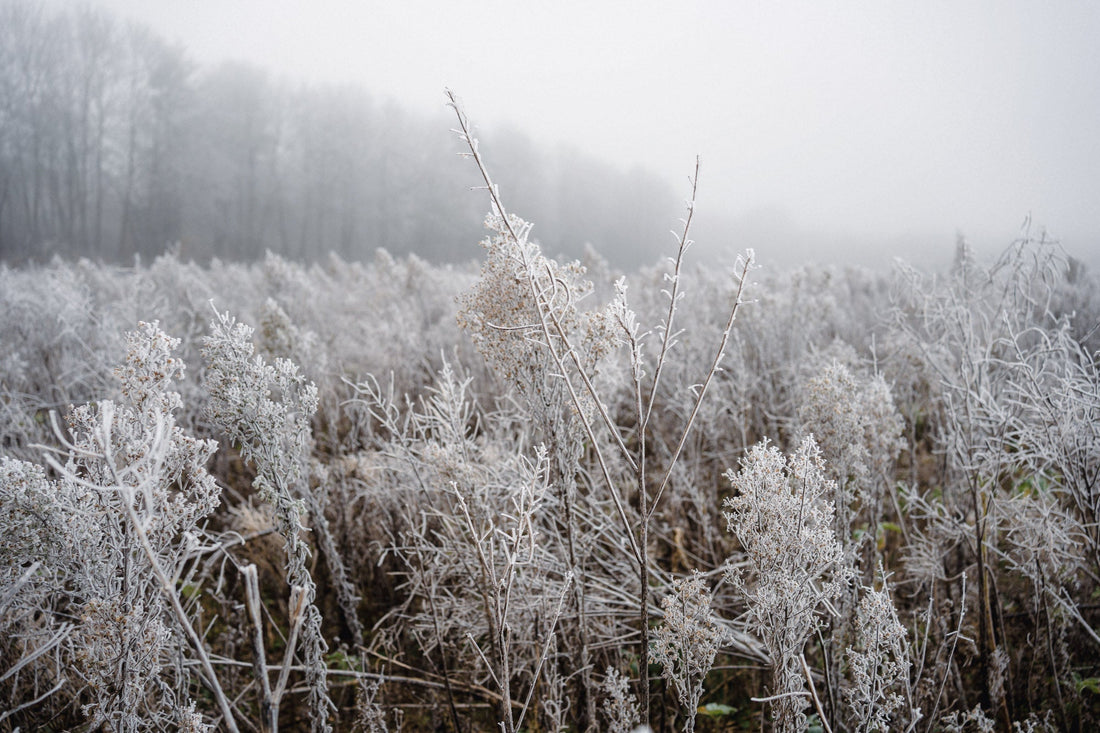 Winter Stock Photography: Stillness, Reflection and Nourishment - The Quiet Photographer