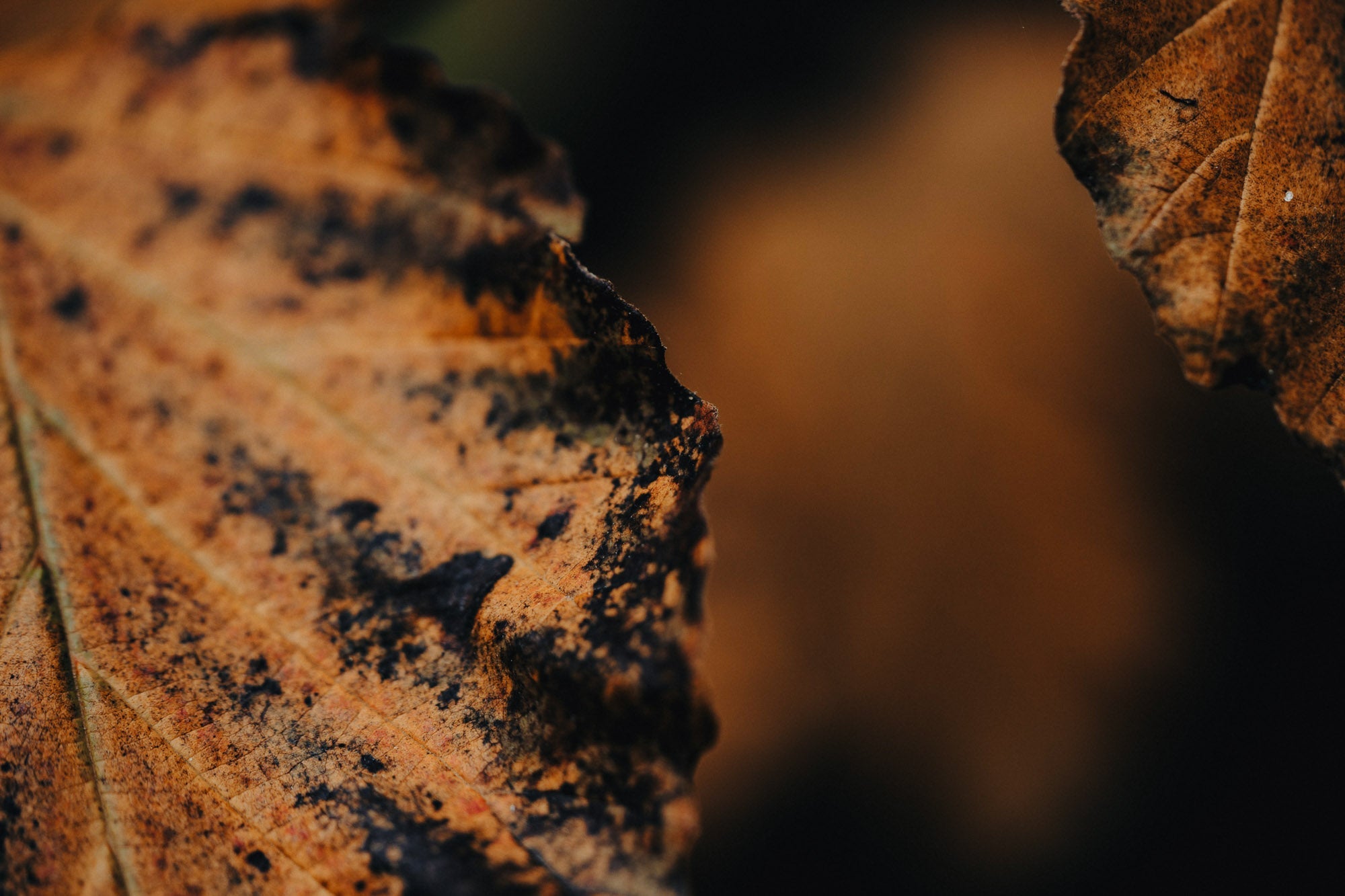 Autumns Embrace - The Quiet Photographer