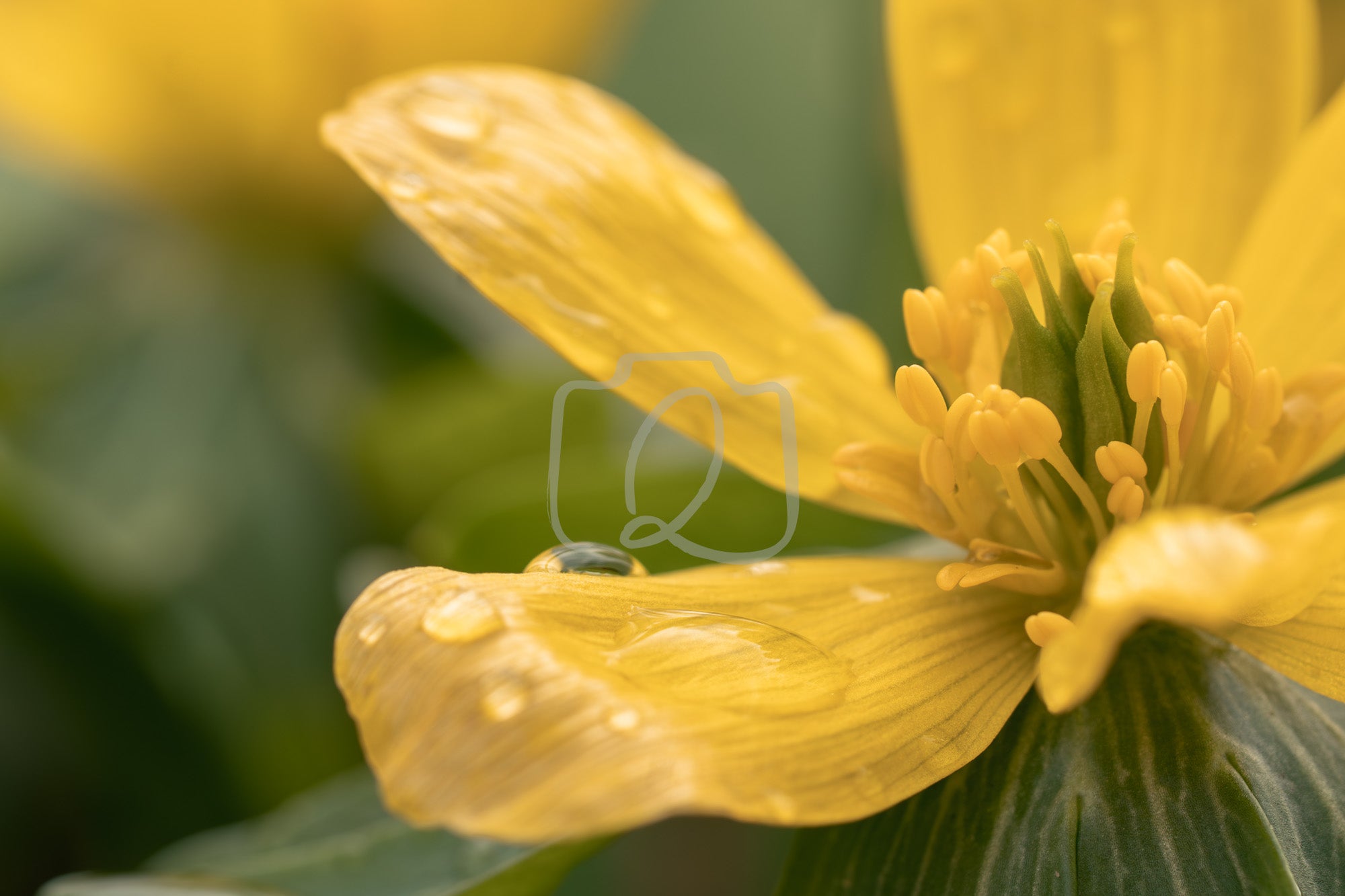 Close view of a yellow flower with soft droplets of water on its petals, capturing warmth, renewal, and gentle emotional presence