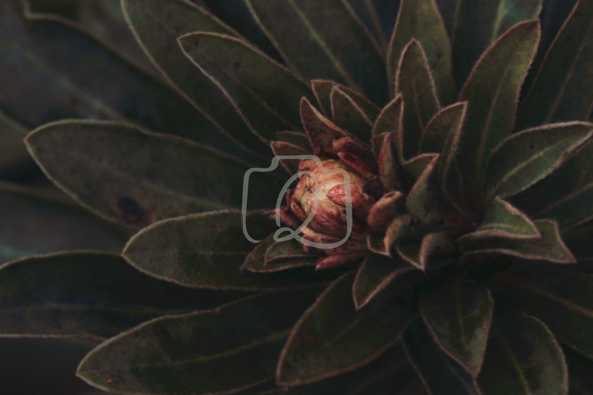 Digital artwork showing a bright central bud surrounded by deep green leaves, capturing a quiet moment of early growth and calm strength.