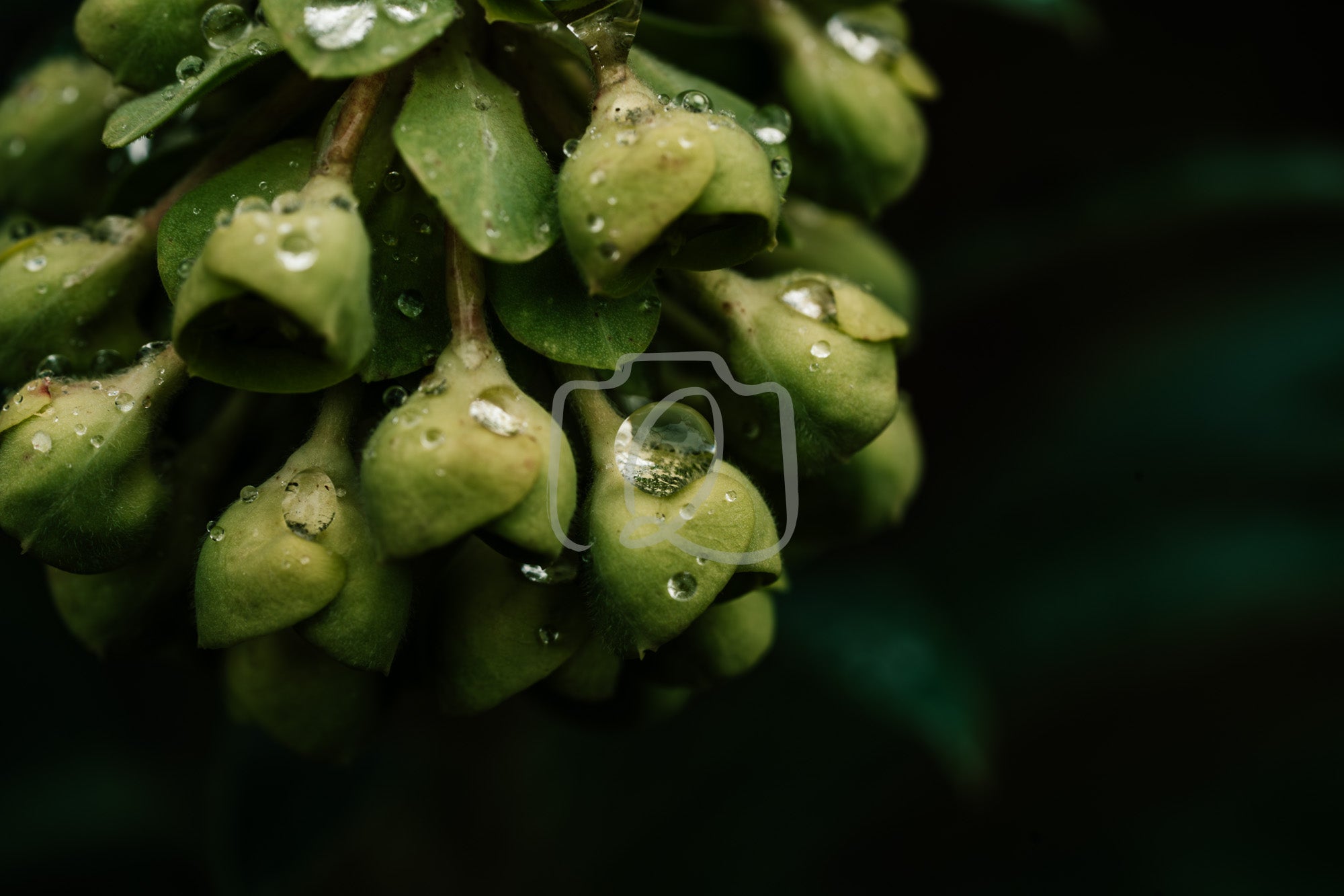 Digital artwork showing green unopened buds with soft moisture on their surfaces, capturing a quiet moment of early growth and calm presence.