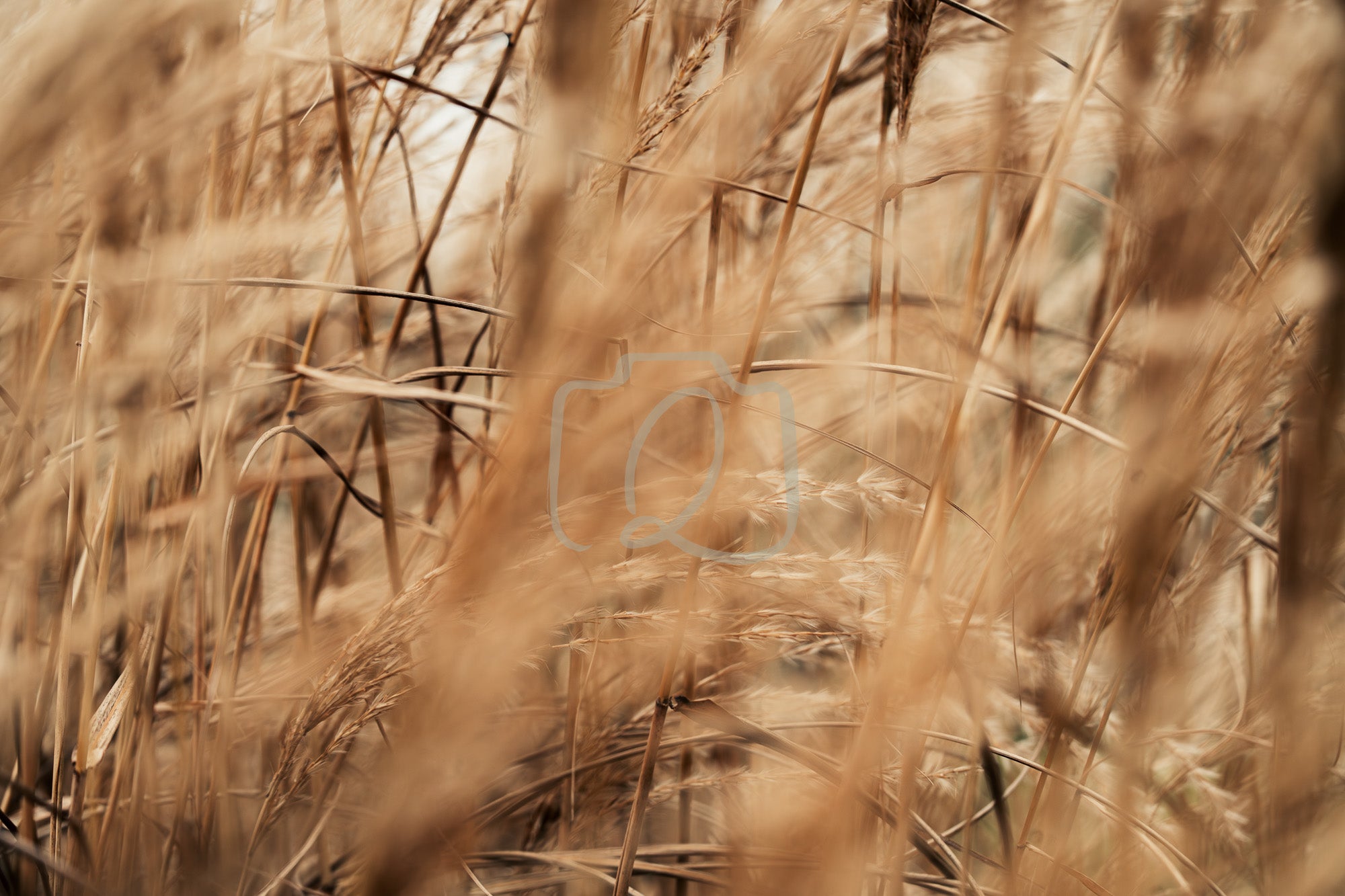 Tall grasses blurred by a gentle breeze in warm spring light, creating soft motion and natural texture.