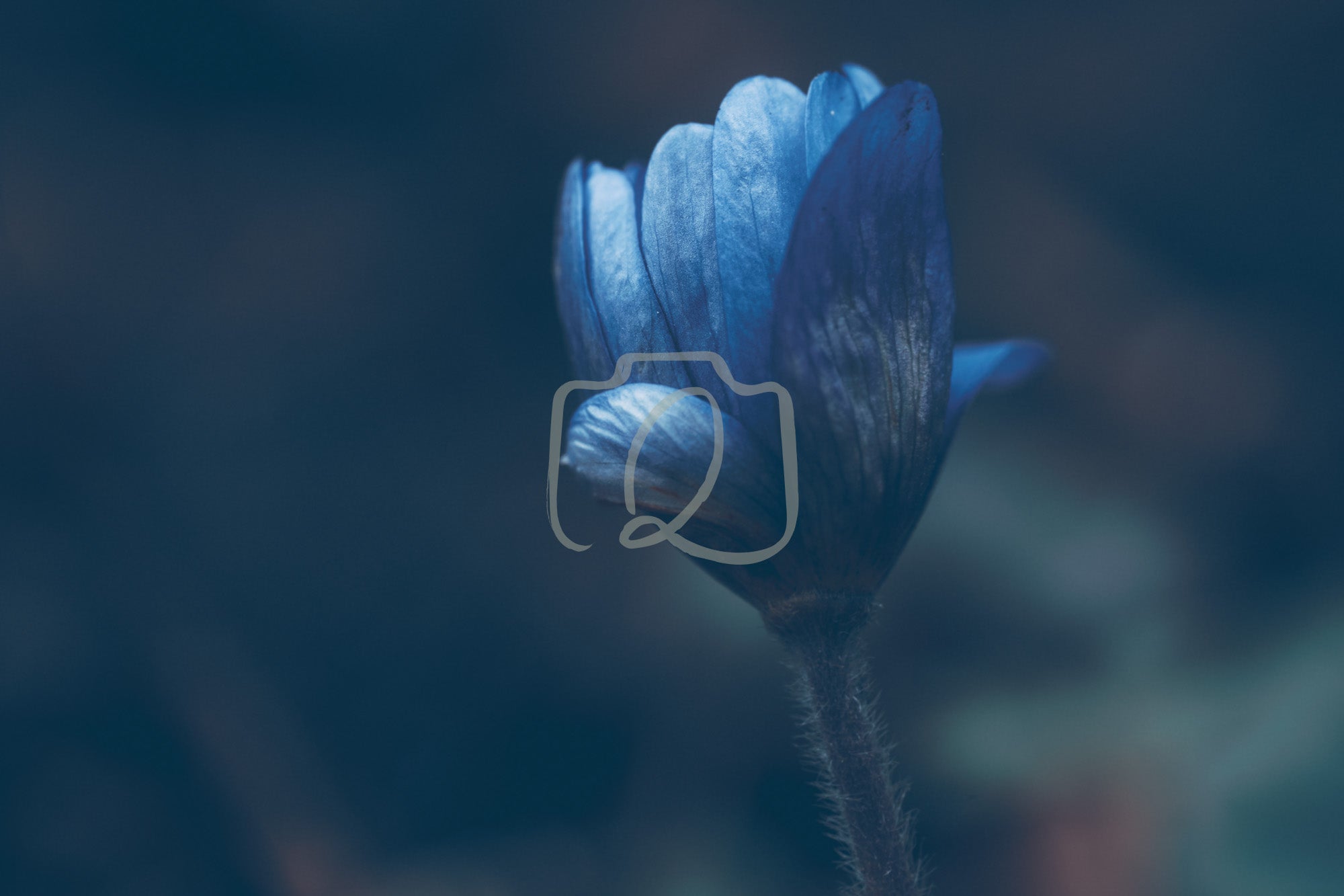 Digital artwork of a soft blue crocus in early bloom with gentle turquoise tones and a calm, moody background.