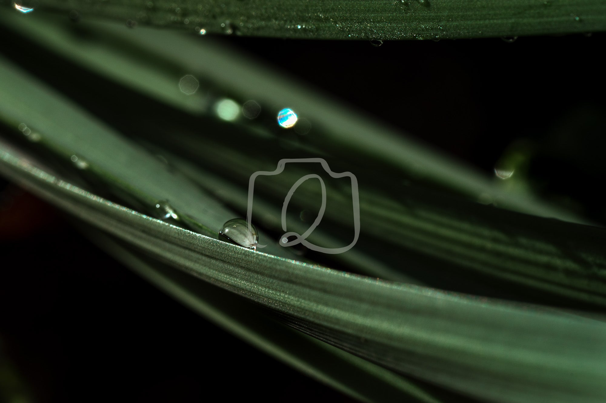 Close view of green leaves with soft droplets of water that create a calm reflective mood and a gentle sense of natural stillness