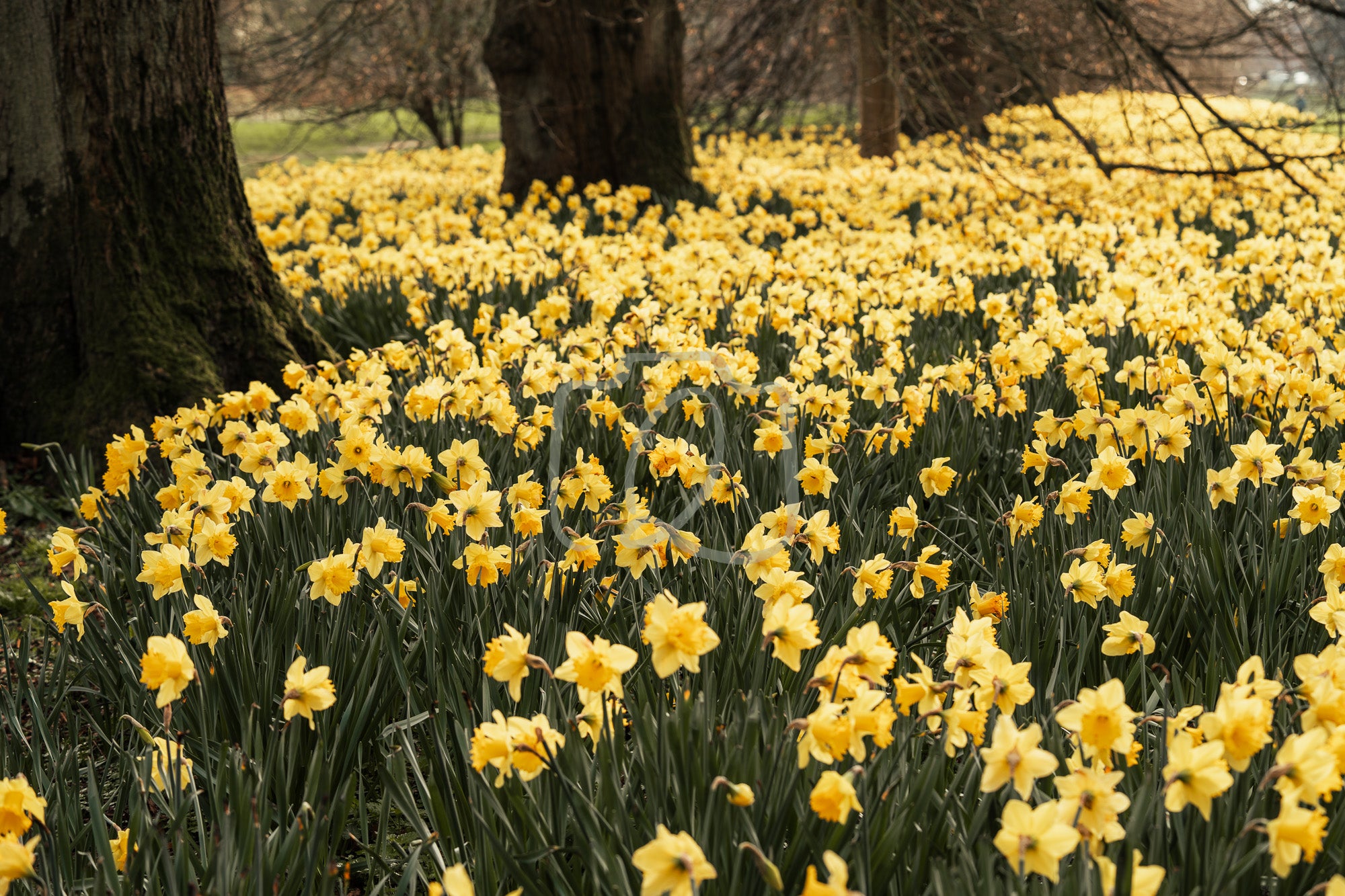 Wide field of yellow daffodils blooming beneath tall woodland trees in soft spring light.