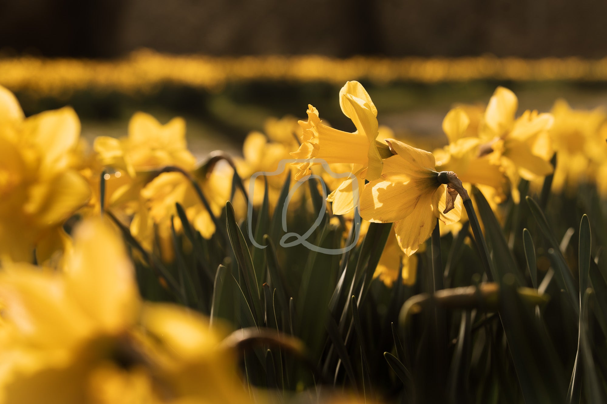 Close‑up field of yellow daffodils in full bloom with soft background blur and bright spring light.