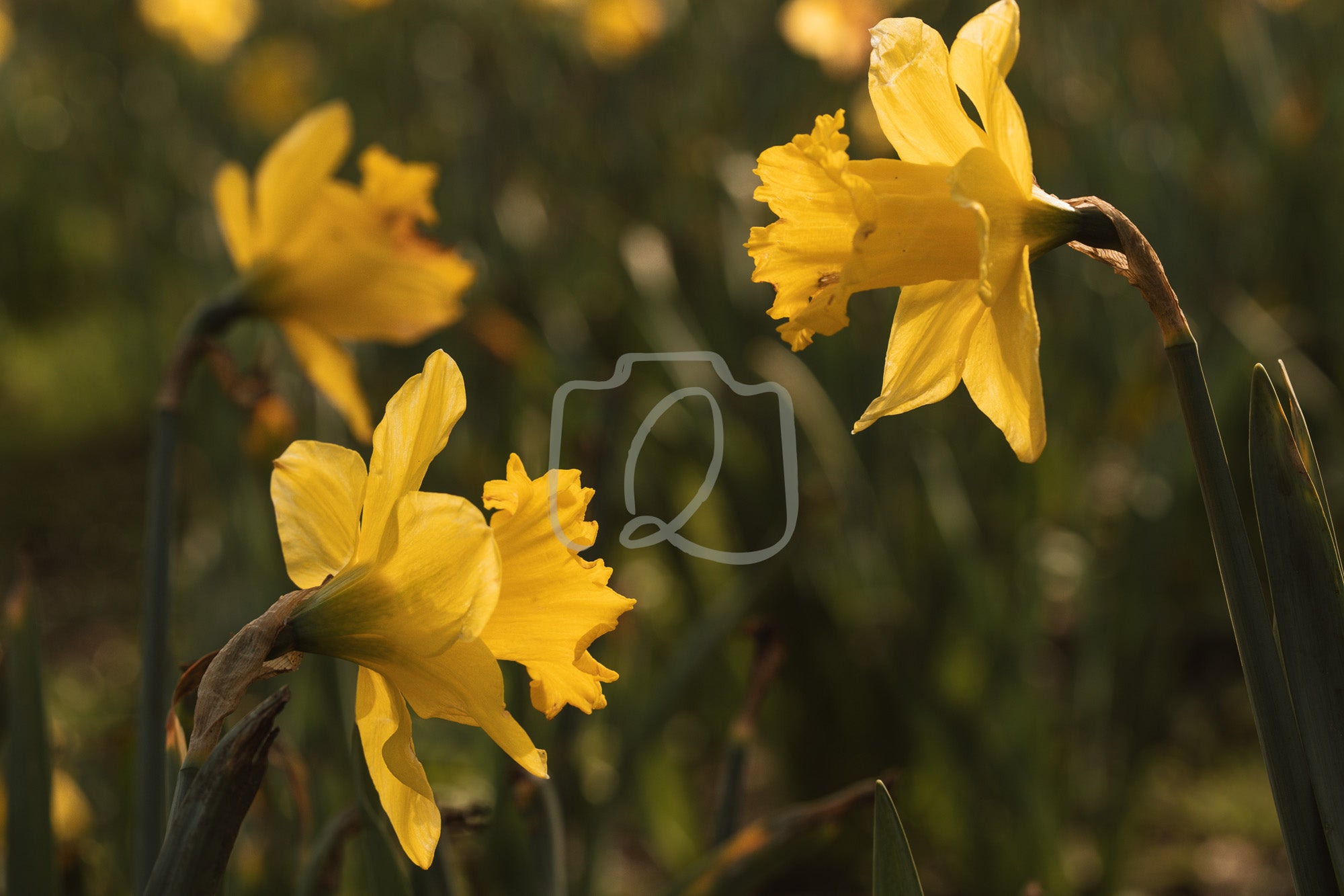 Close‑up cluster of yellow daffodils in soft spring light with blurred background blooms.