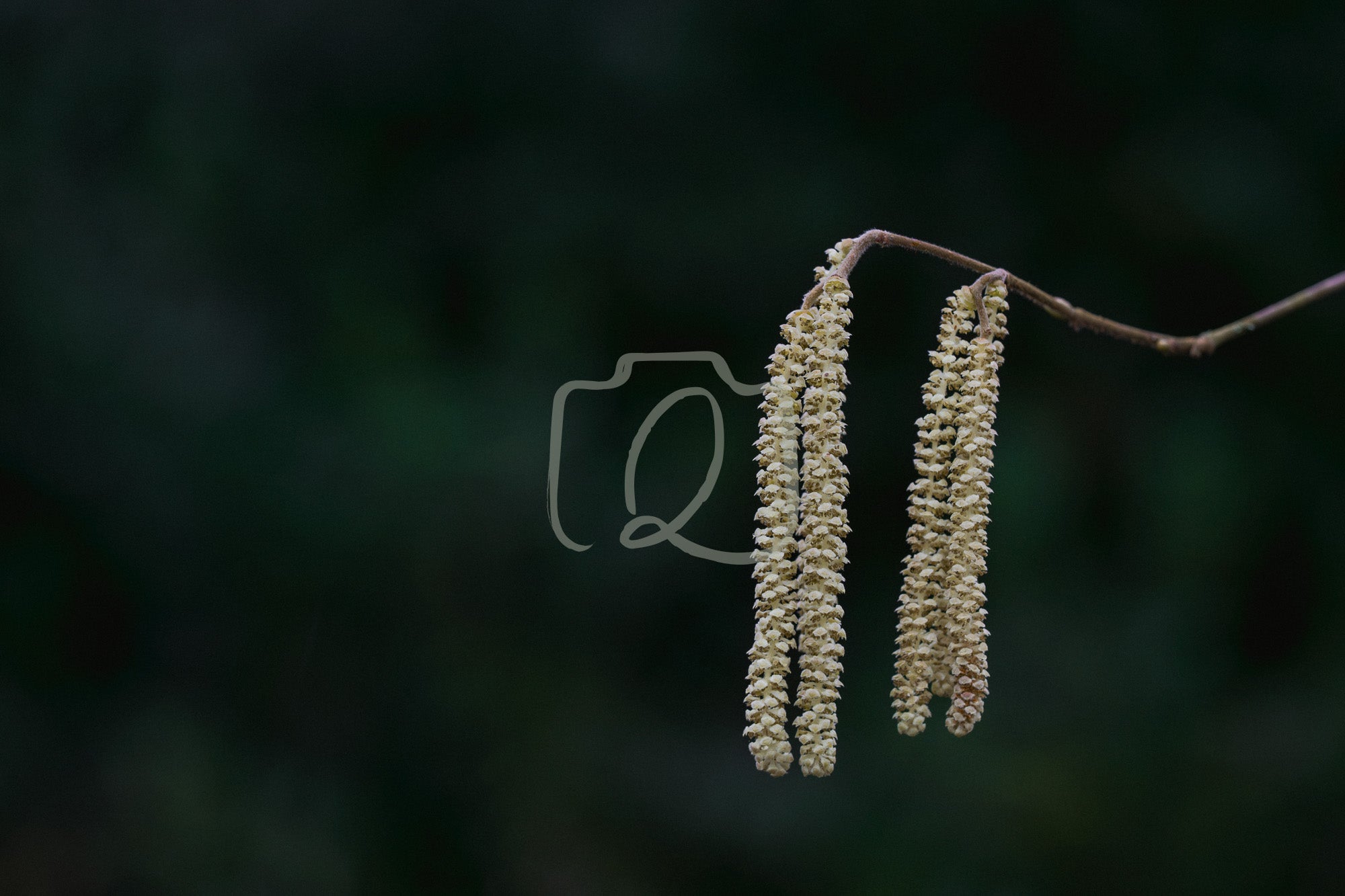 Digital photograph of two soft catkins hanging from a branch in early spring light, set against a dark blurred background.