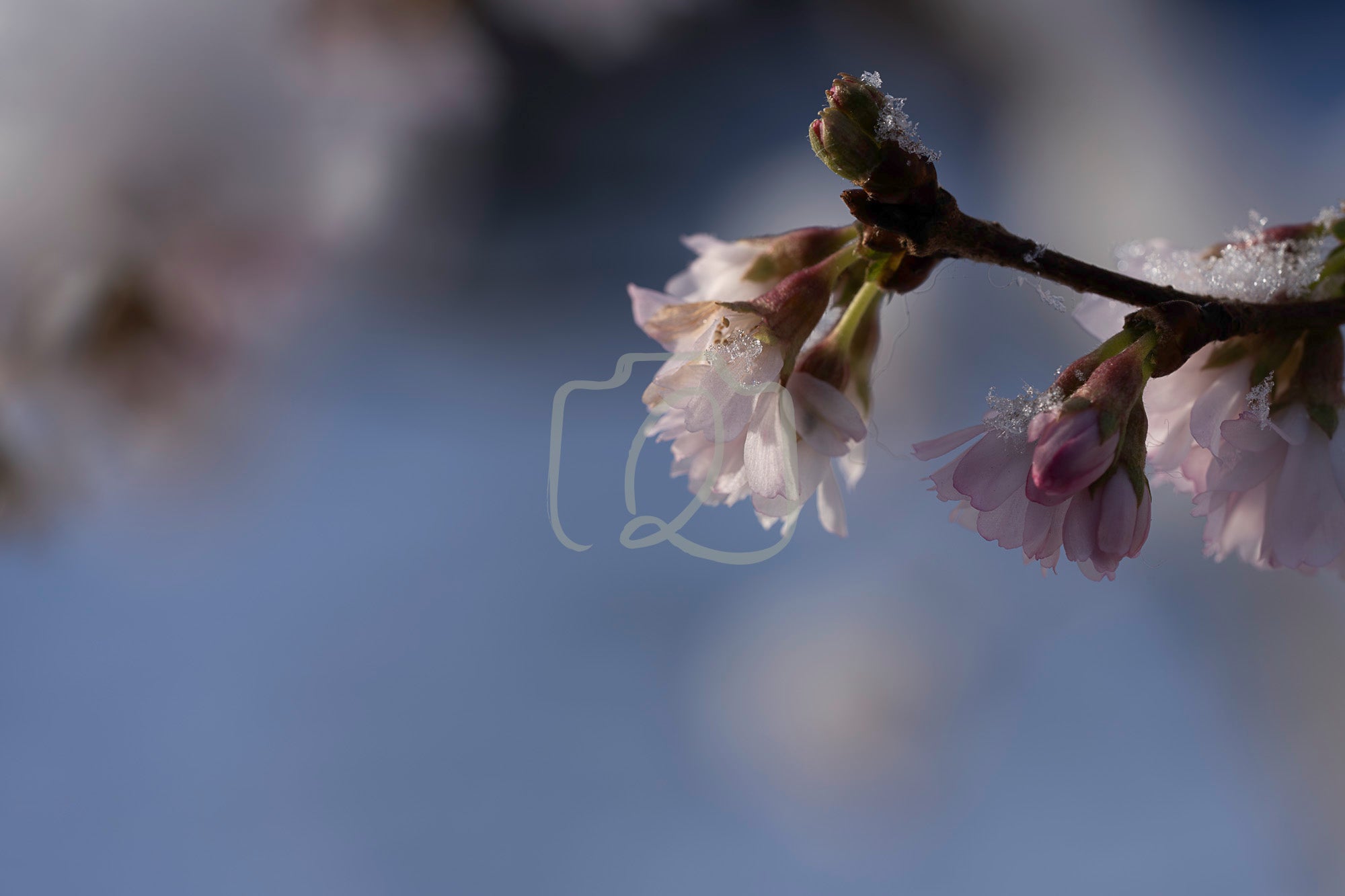 Close view of a pale pink blossom holding melting snow in soft winter light, evoking stillness and quiet renewal.