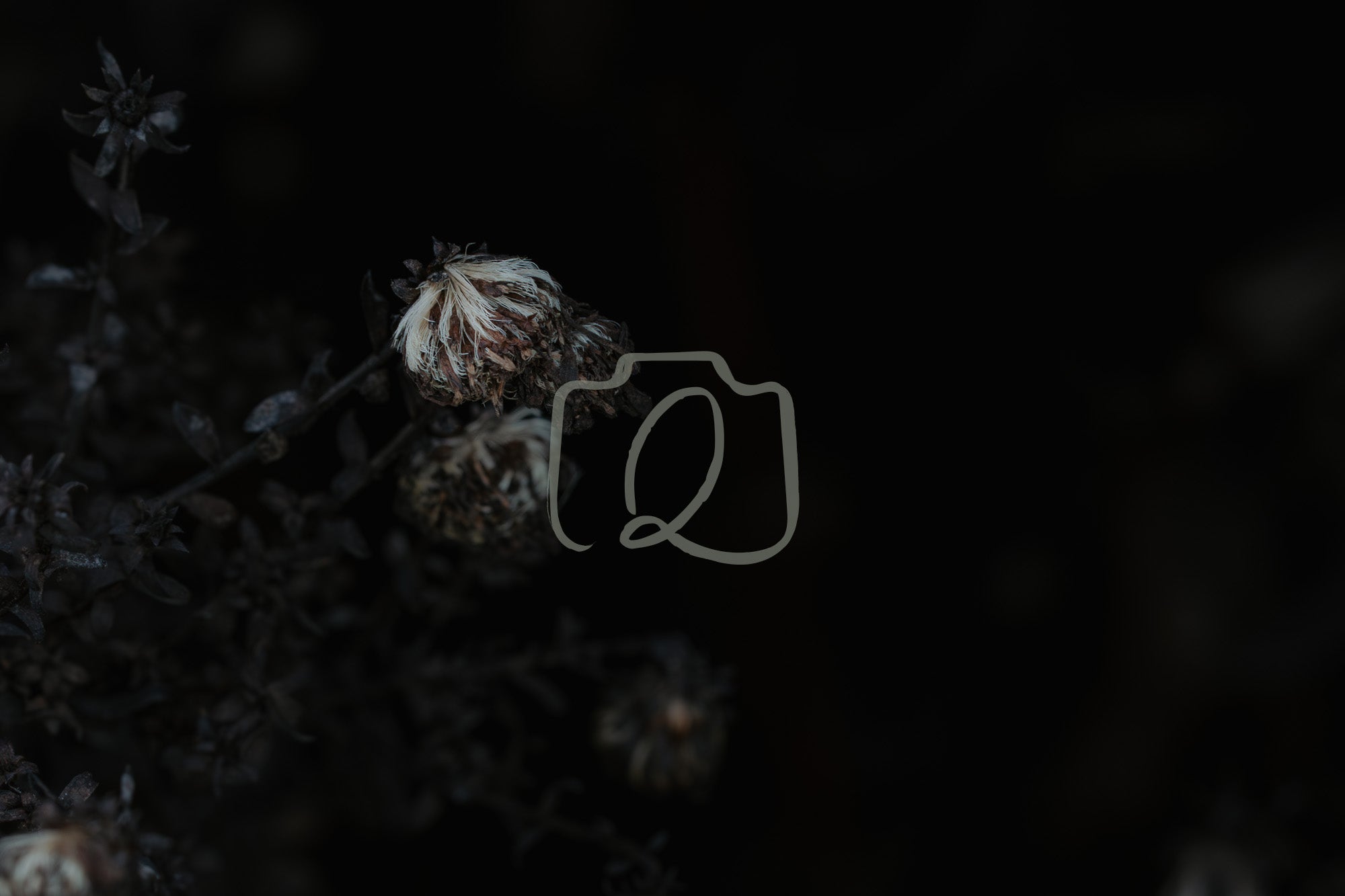Close-up of dried seed heads against a dark background, evoking winter stillness and emotional reflection.