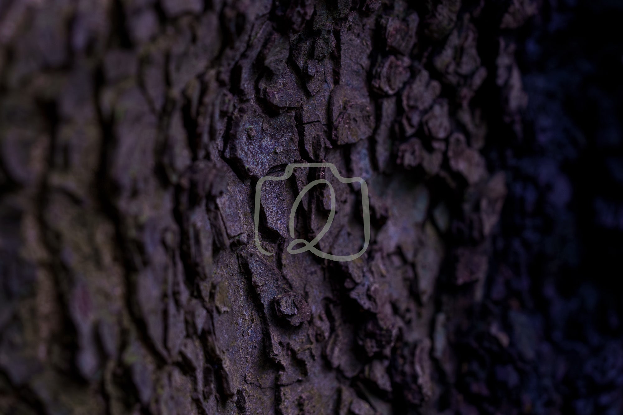 Digital artwork showing a close up of textured tree bark in dim purplish winter light with deep grooves and natural patterns.