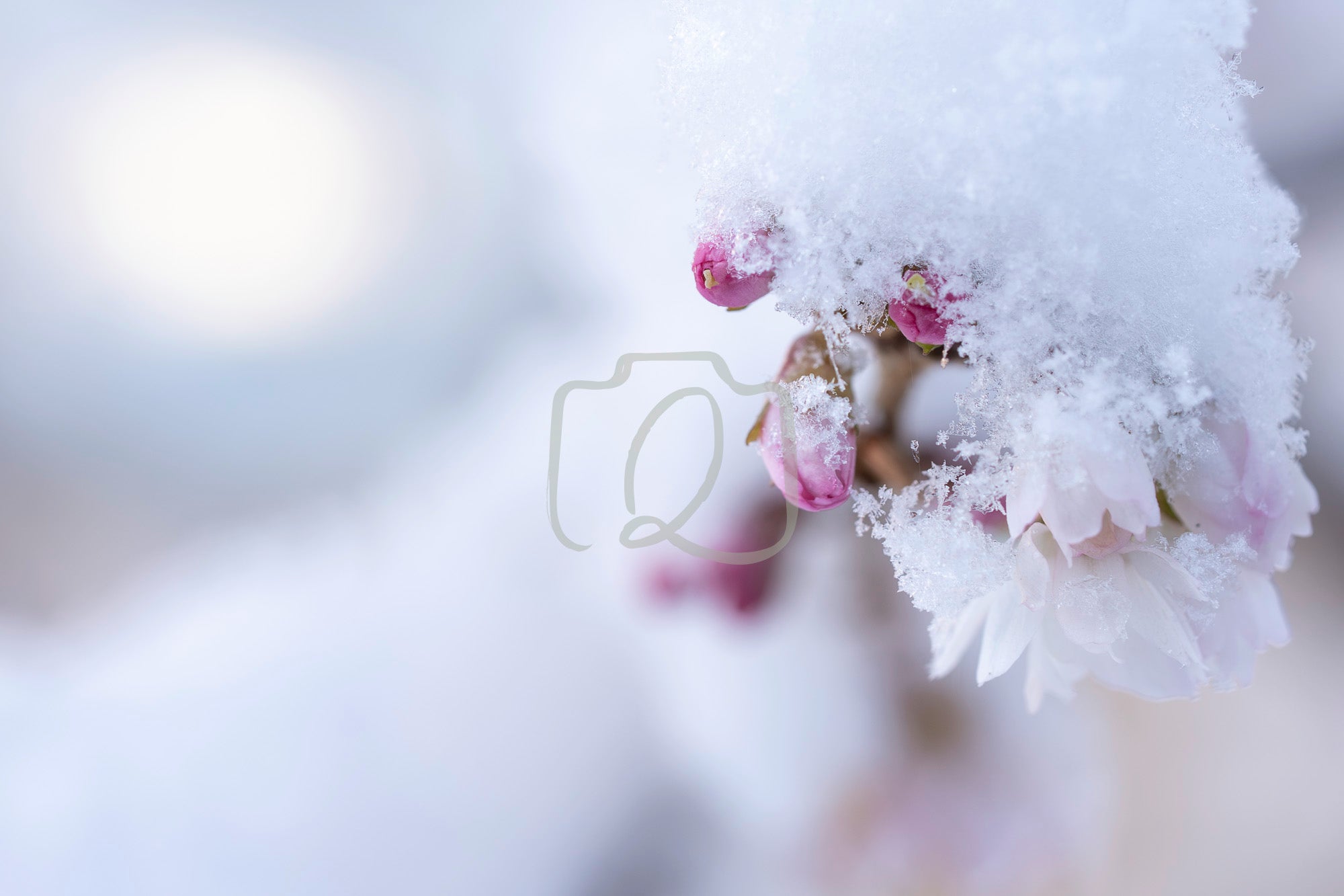 Close-up of pink flower buds covered in snow, showing seasonal contrast and nature’s gentle strength.
