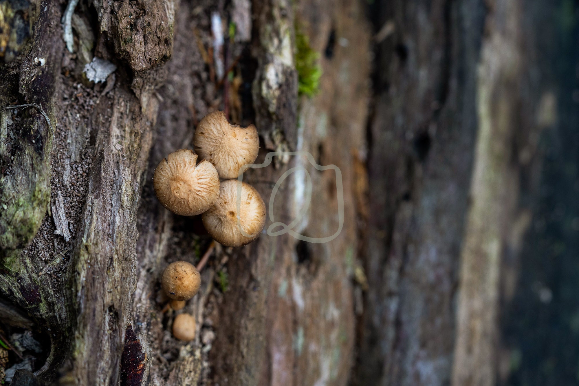 Bark - bound kin - The Quiet Photographer