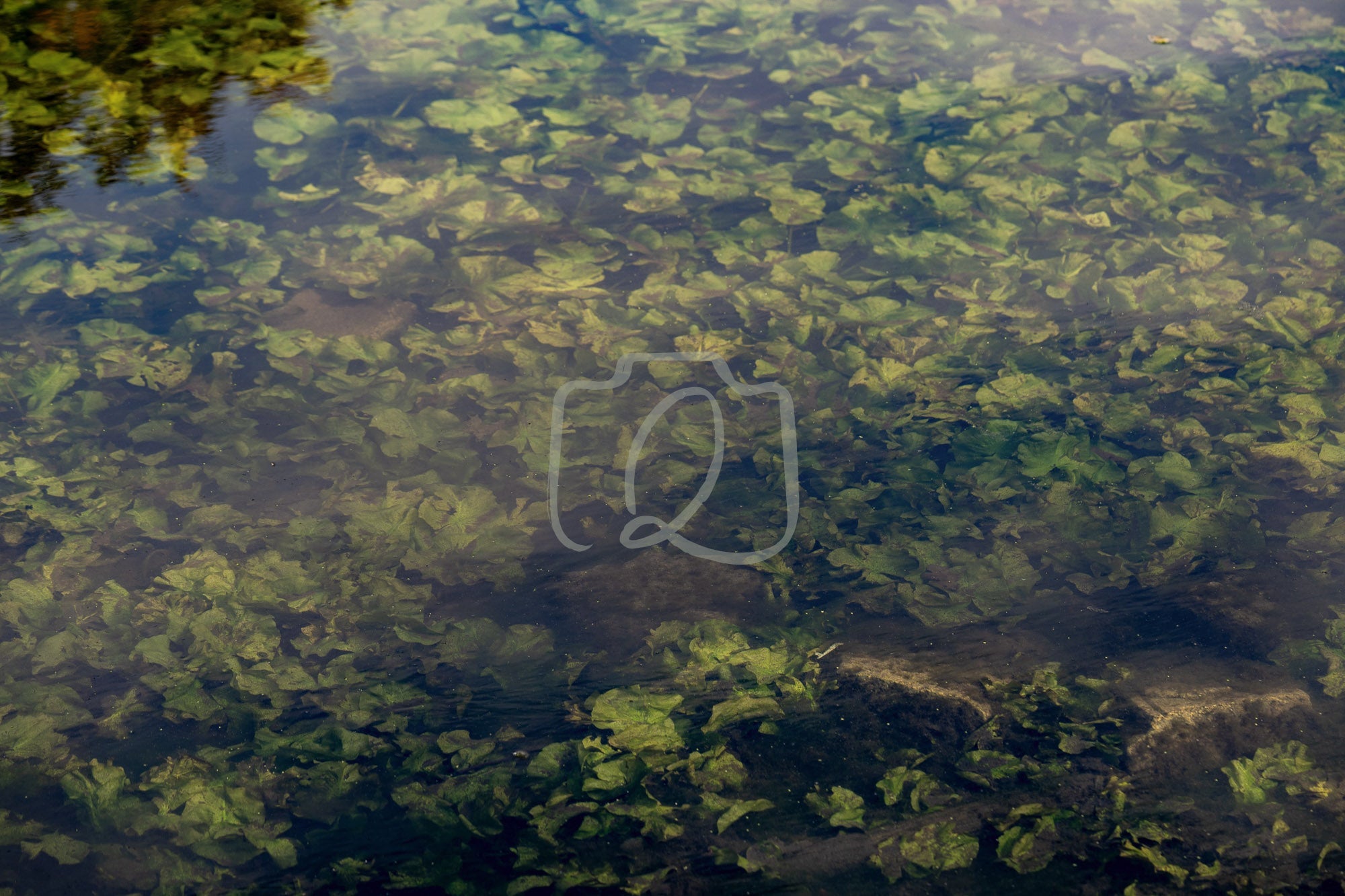 Beneath the still - The Quiet Photographer