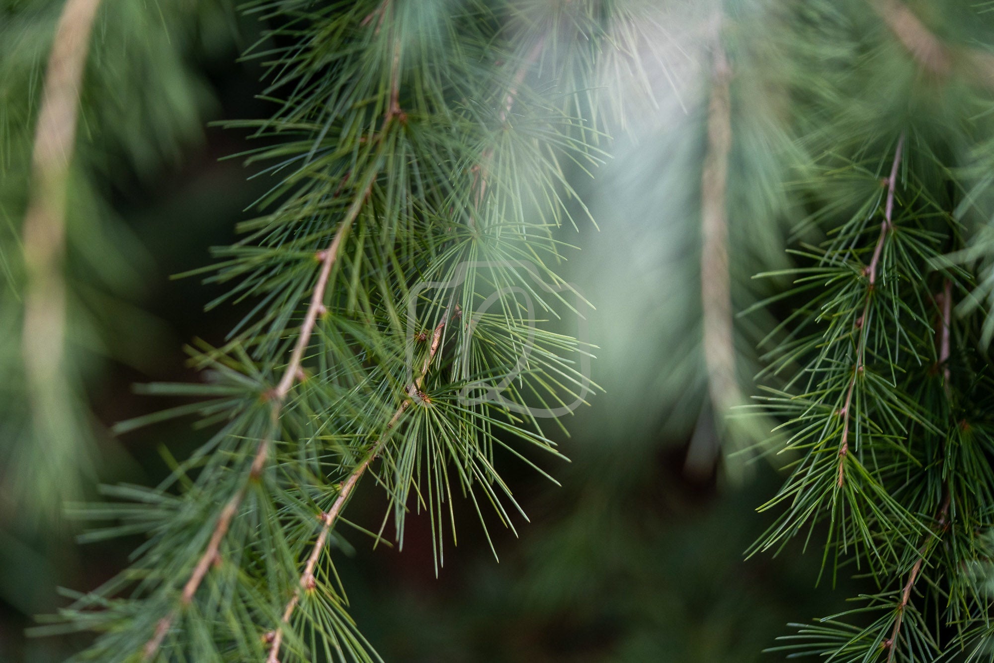 Close-up of green conifer needles with soft forest blur