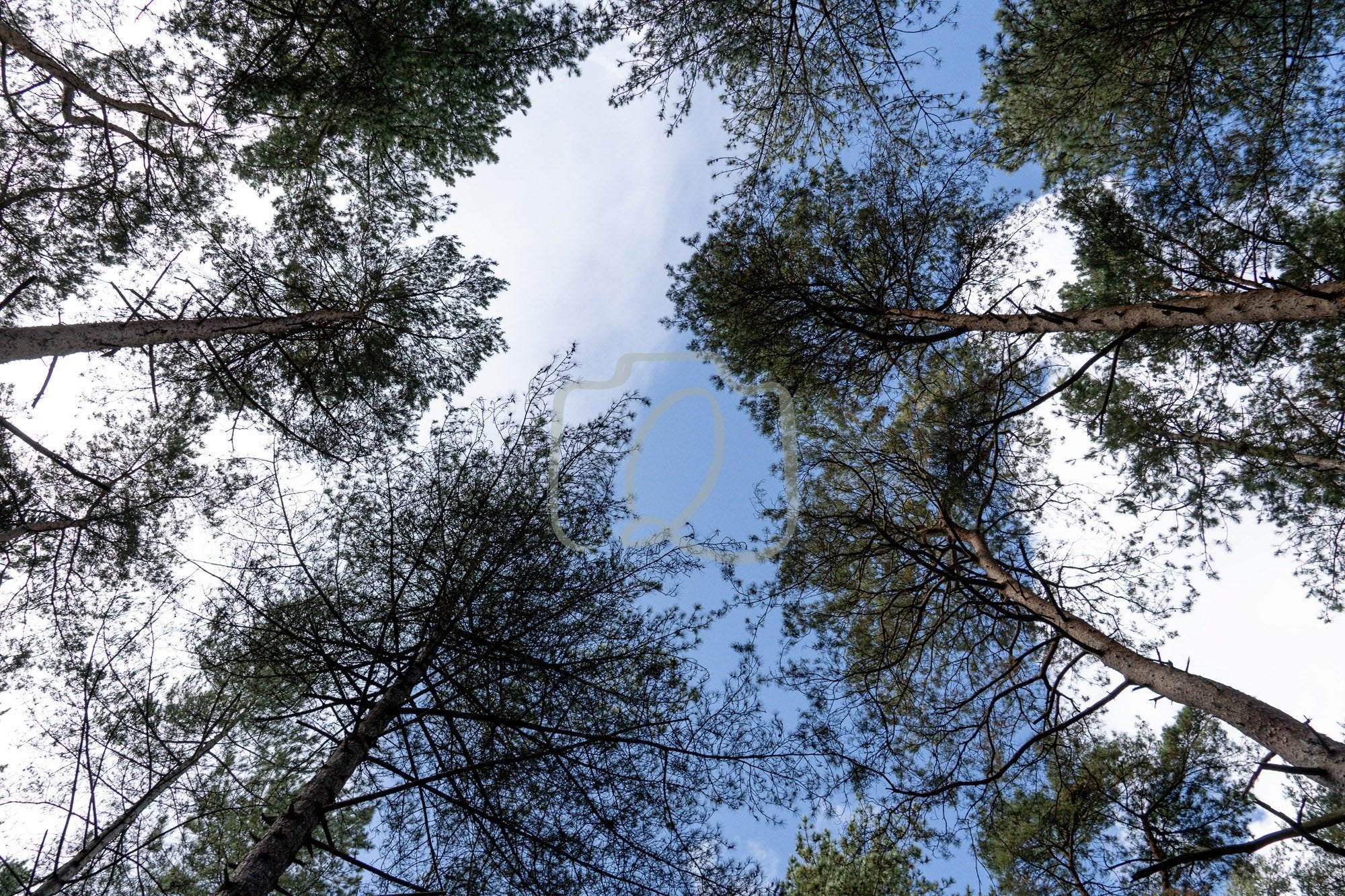 Cathedral of towering pines - The Quiet Photographer