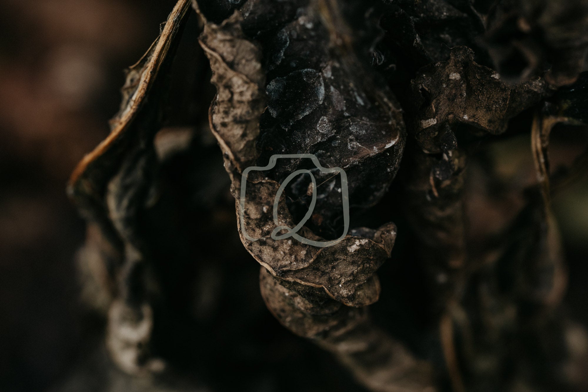 Crinkled in time - The Quiet Photographer