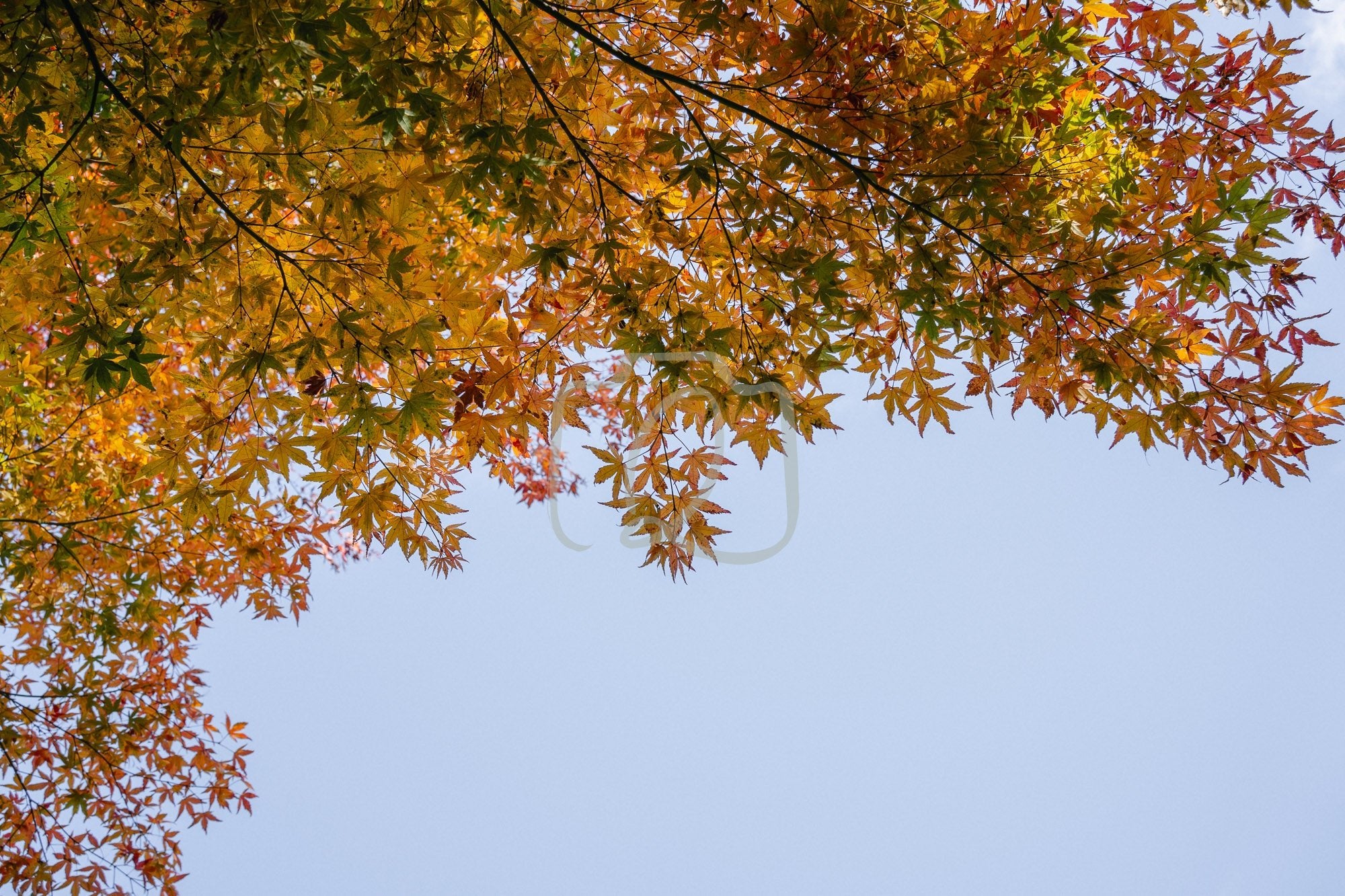 Crown of flame - The Quiet Photographer