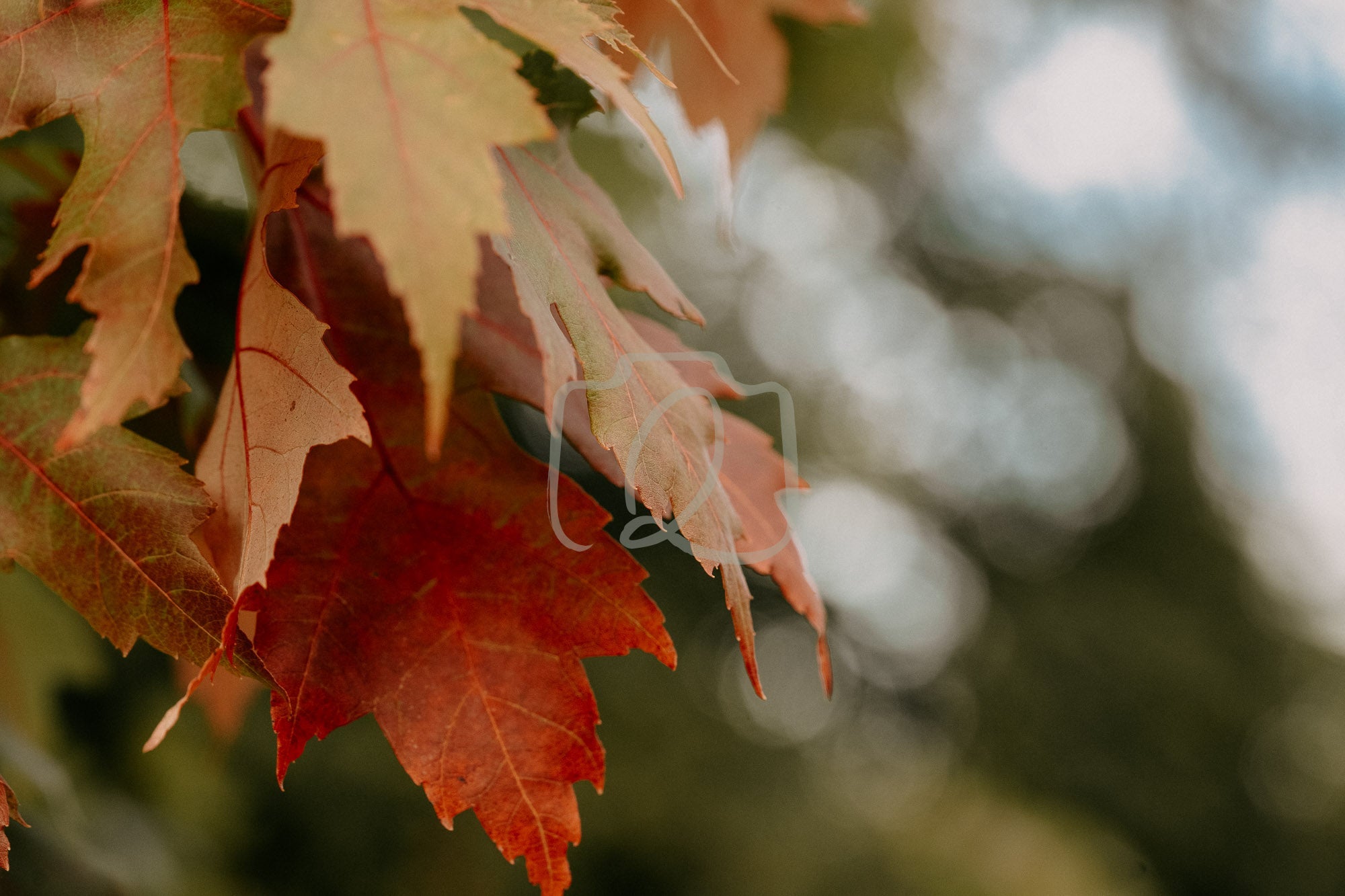 Edge of autumn - The Quiet Photographer