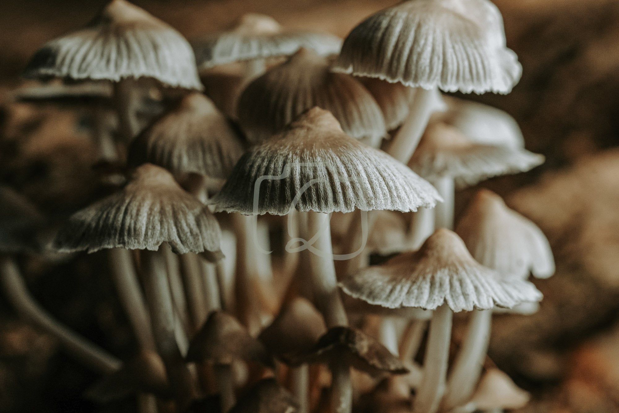 Gilled communion - The Quiet Photographer