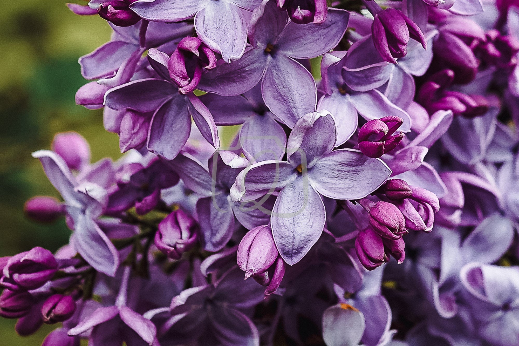 Digital photograph of soft purple lilac flowers in bloom, capturing the sweetness and gentle fragrance of early spring.