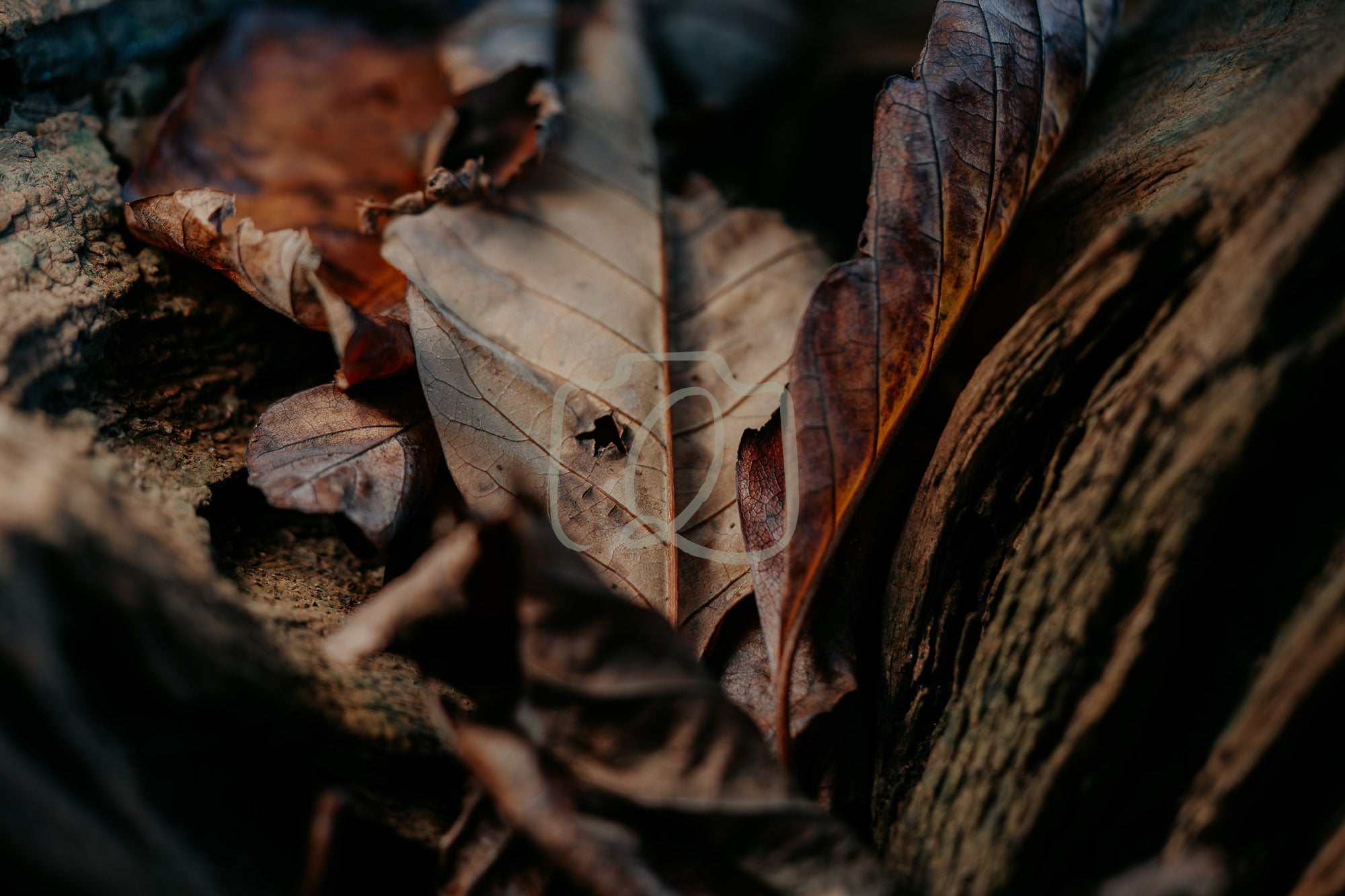 Close-up of fallen leaves, bark, and spider web on forest floor, evoking autumn stillness and texture.