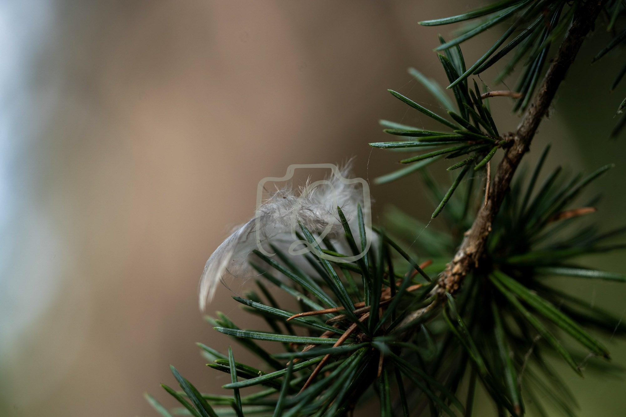 White feather resting on pine needles in soft forest light
