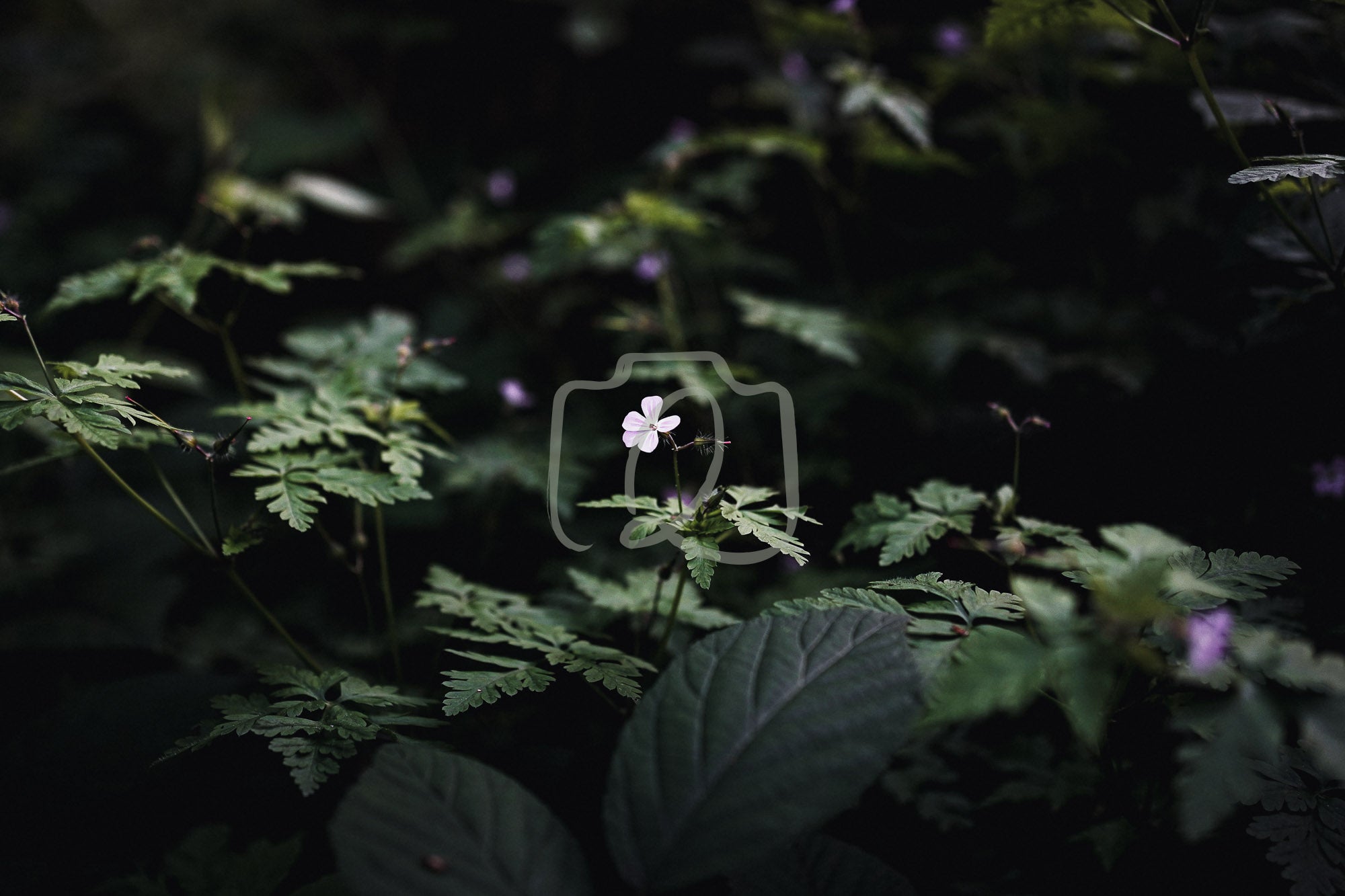 Digital photograph of a single white flower glowing softly against deep green foliage, capturing the feeling of spring emerging from darkness.