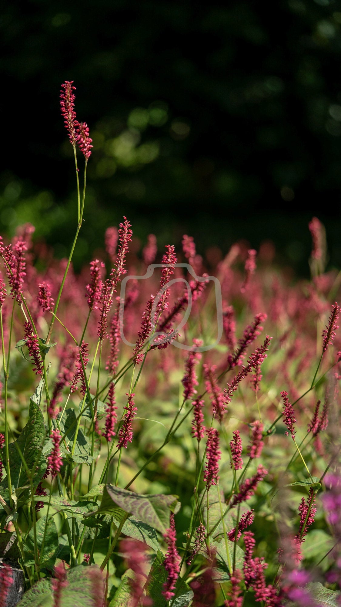 V20 - Shining strong - The Quiet Photographer