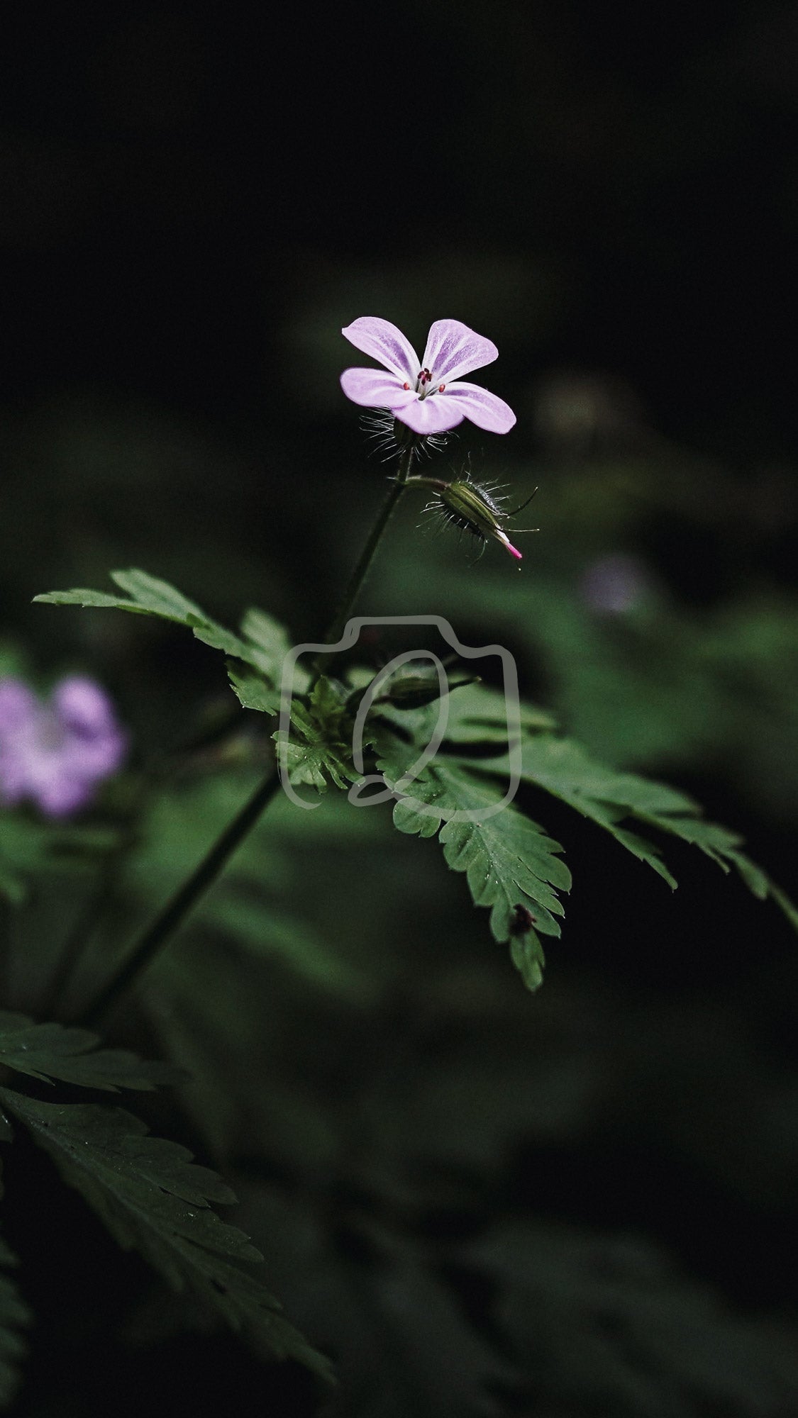 VP1 - Pink pop - The Quiet Photographer