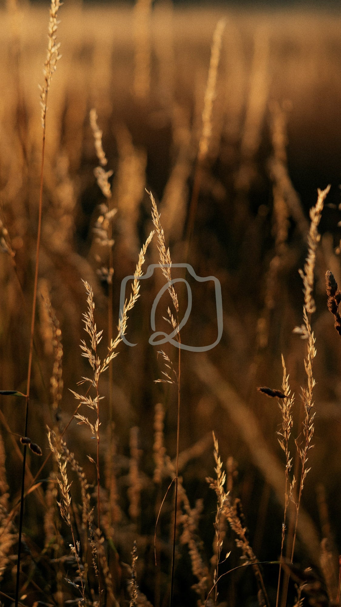 VP18 - Golden hour - The Quiet Photographer