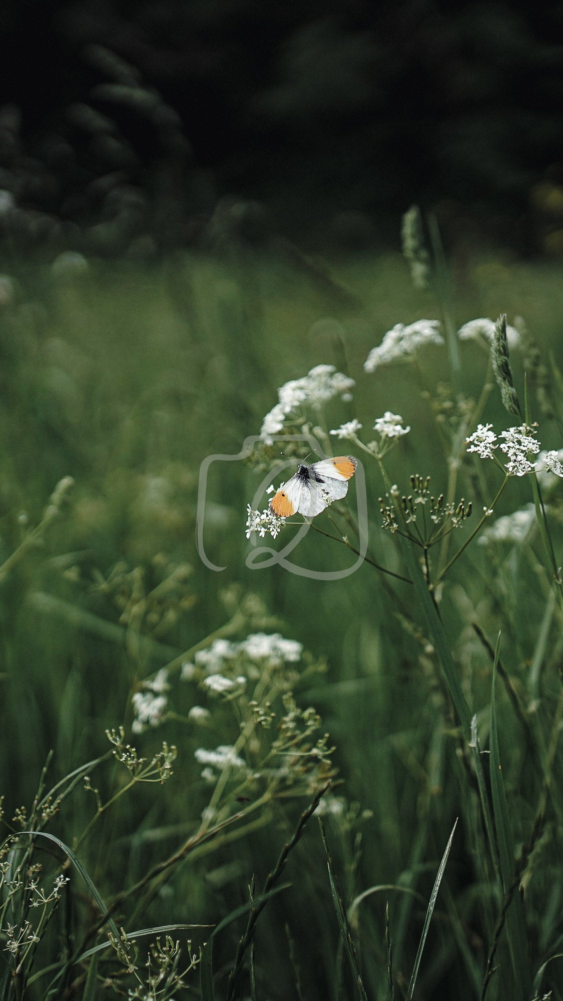 VP4 - Meadow flutterby - The Quiet Photographer