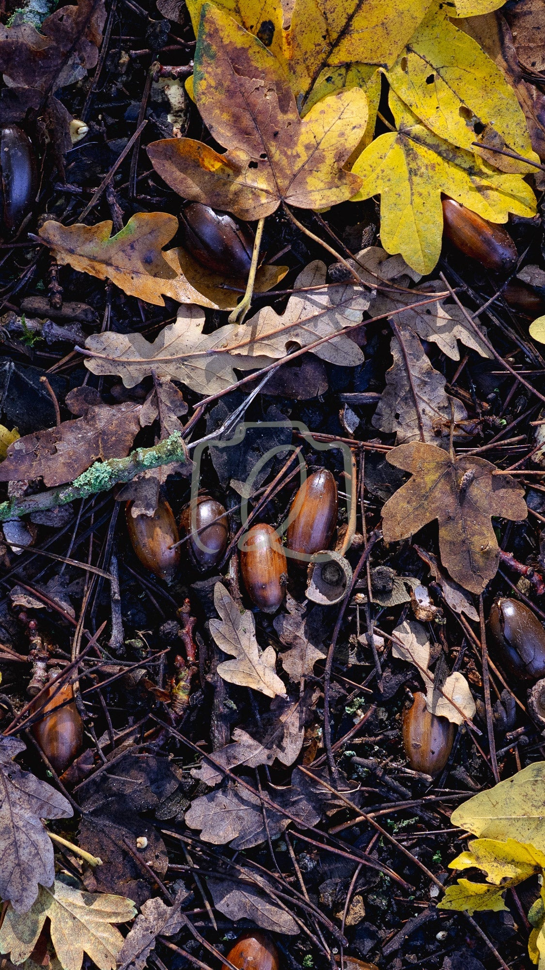 VP5 - Acorn scatters - The Quiet Photographer